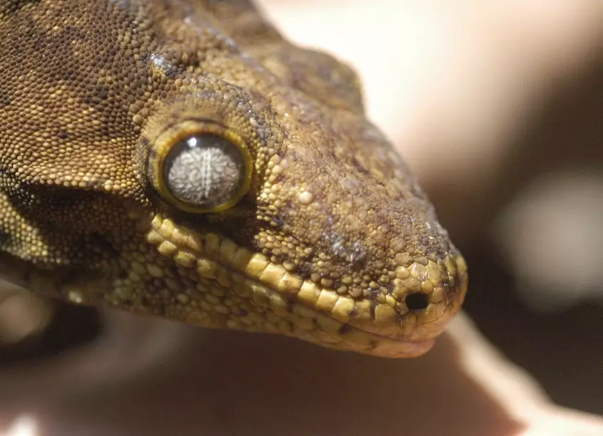 are giant geckos poisonous