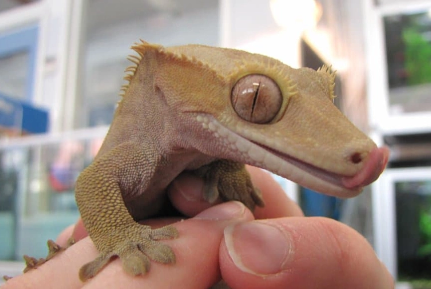 are geckos poisonous