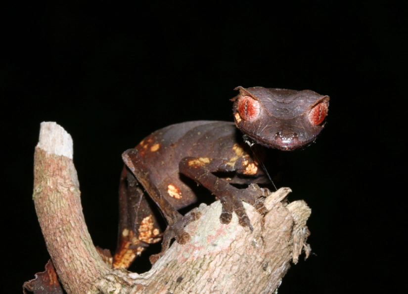 red leaf tailed gecko