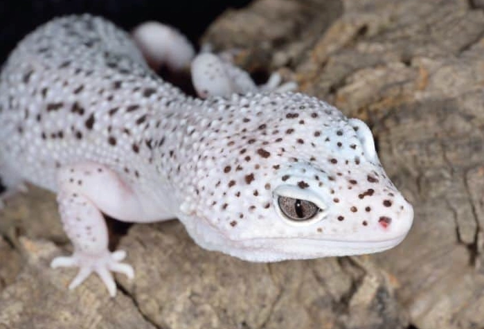 pet gecko habitat setup