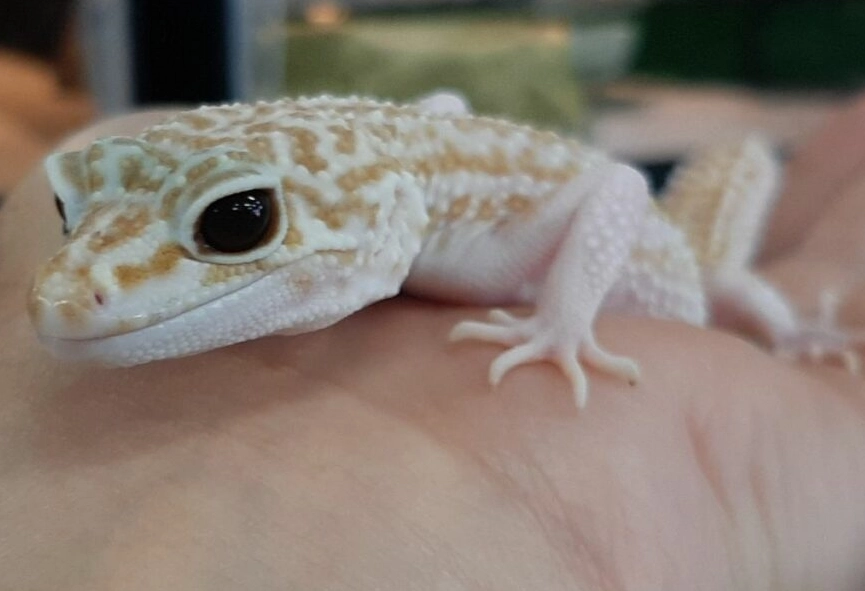 White leopard gecko pet