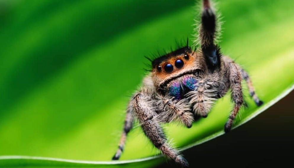 pet jumping spider
