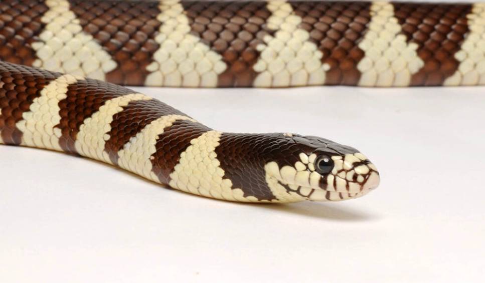 California kingsnake care
