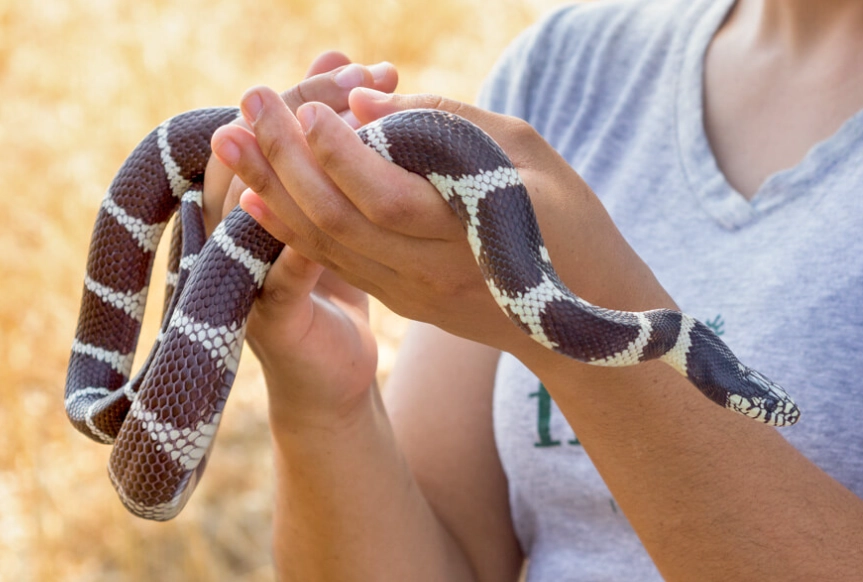 kingsnake care guide