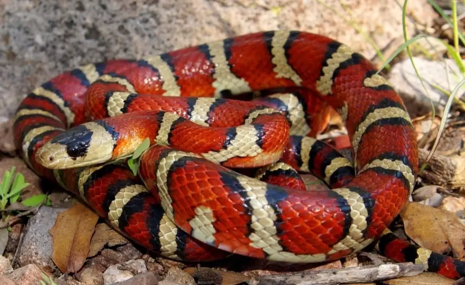 are kingsnakes good pets