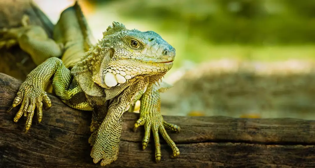 how big do green iguanas get