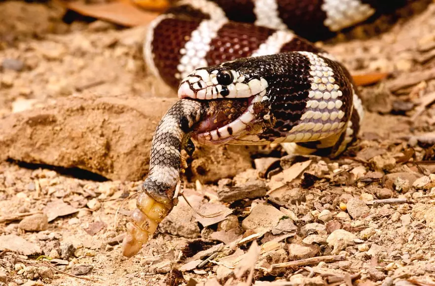 what do kingsnakes eat