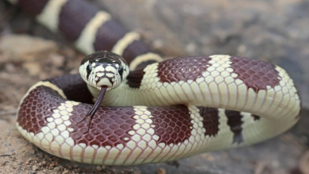 Are California kingsnakes aggressive