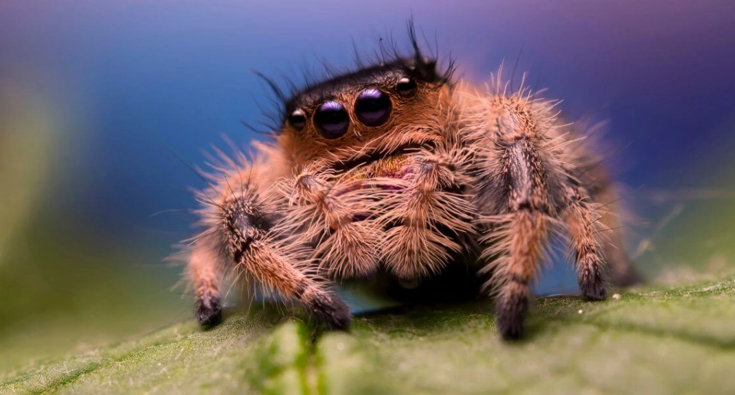 jumping spider pet