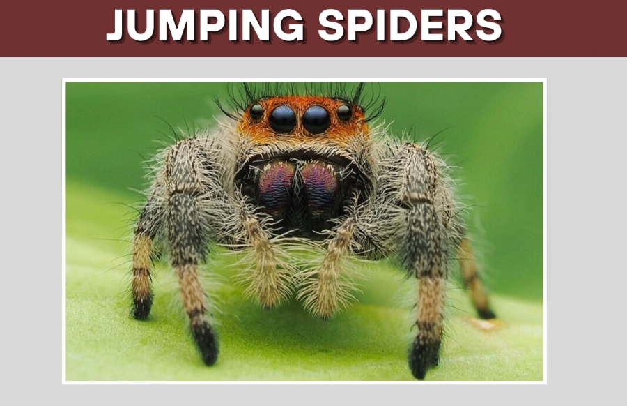jumping spider care