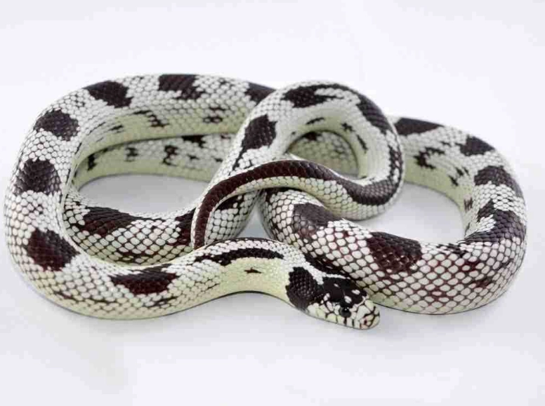 kingsnake morphs for sale