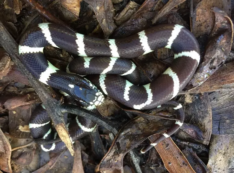 handling pet snakes safely