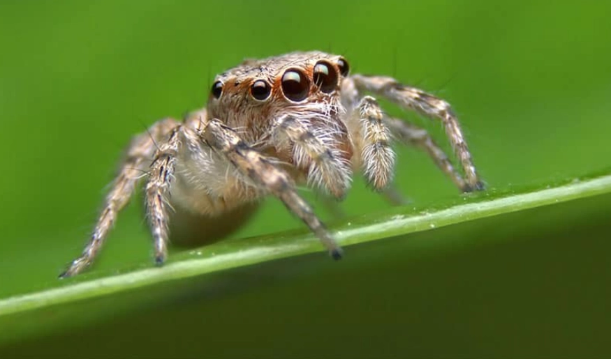 are jumping spiders harmful