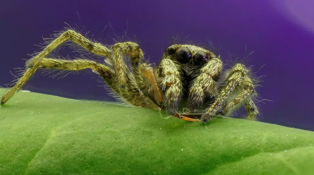 jumping spider care