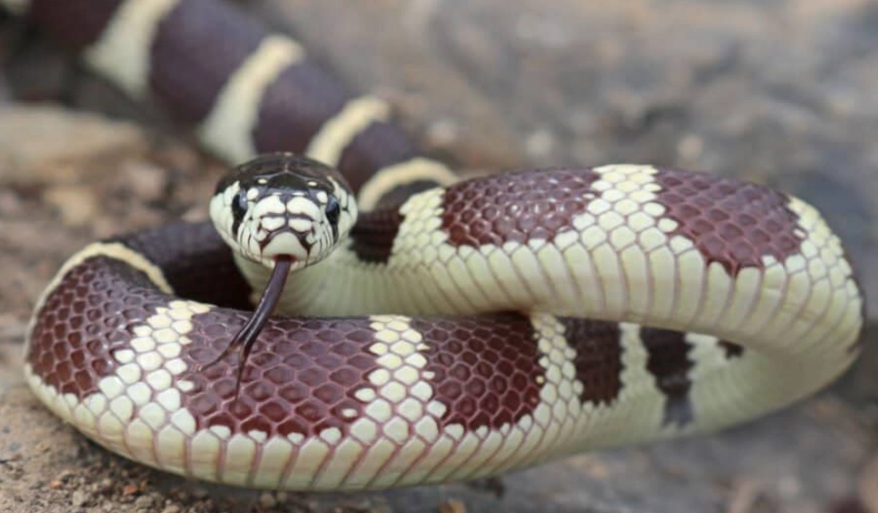 does a kingsnake bite hurt