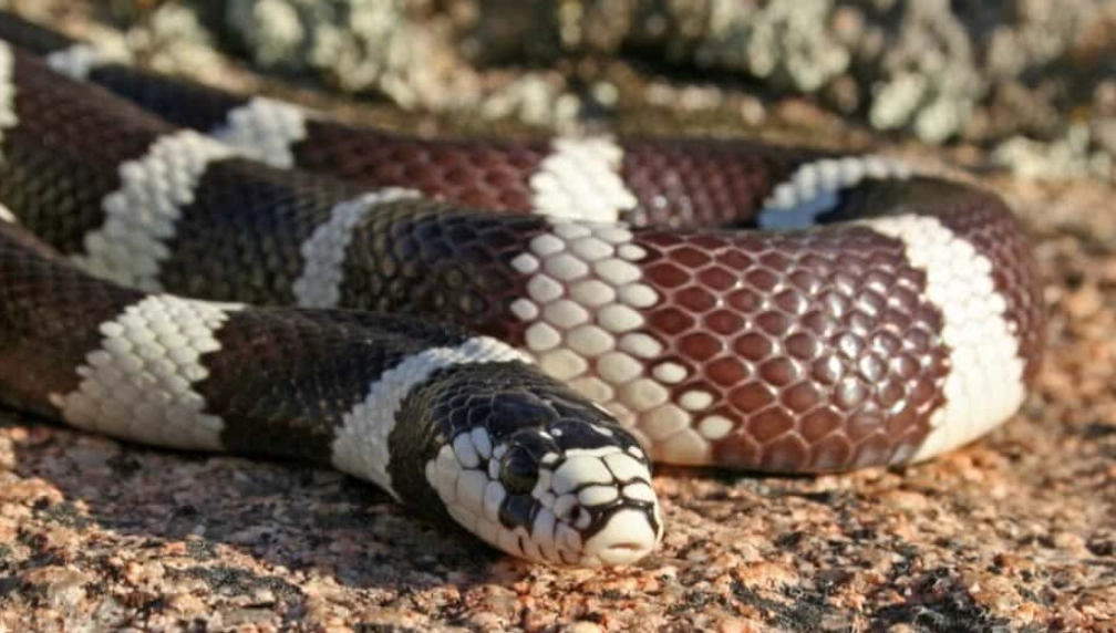 are kingsnakes good pets