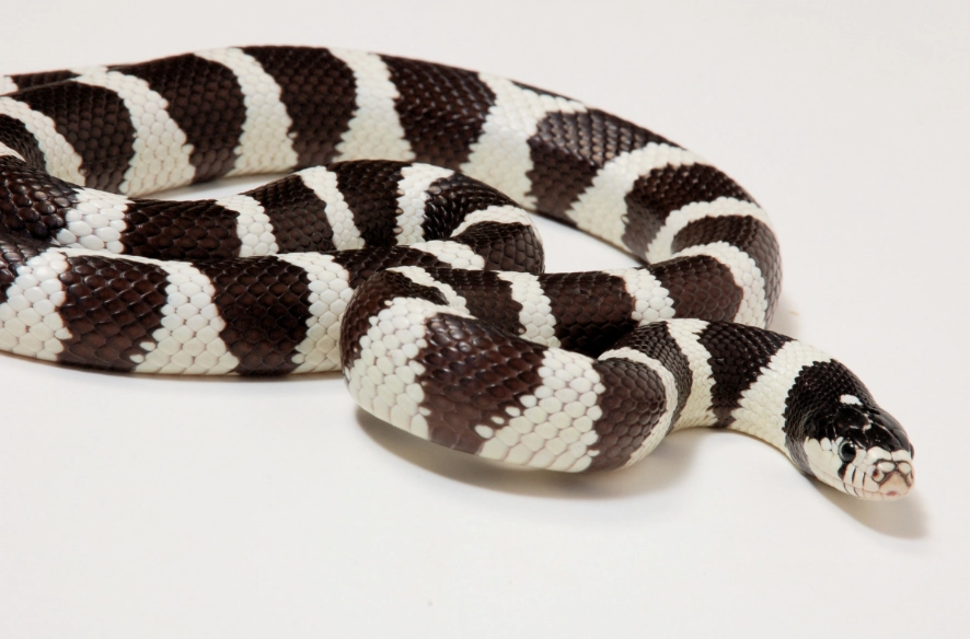 kingsnake morphs for sale