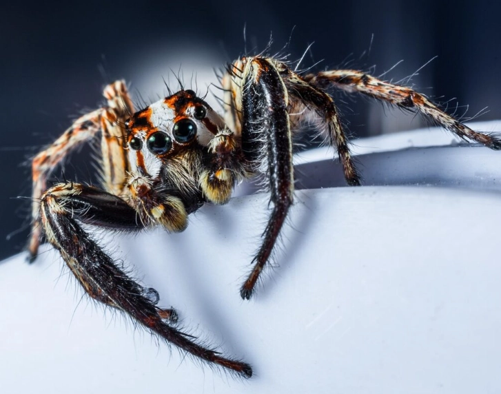 feeding jumping spiders