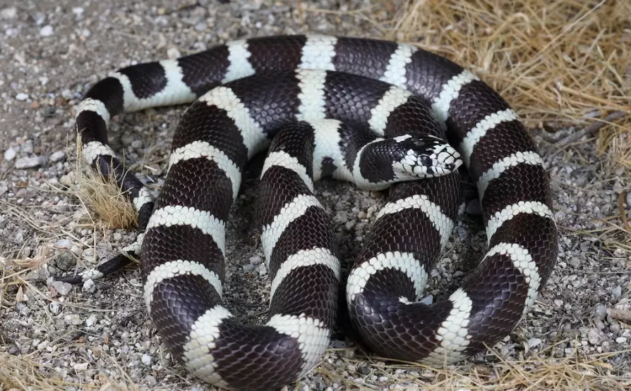 California kingsnake pet