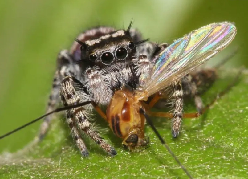 what do jumping spiders eat