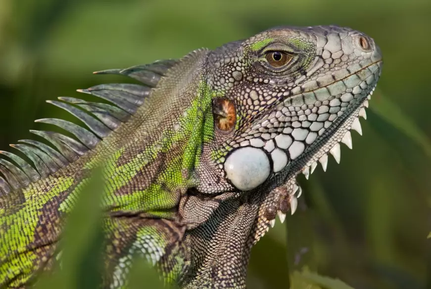 iguana care guide