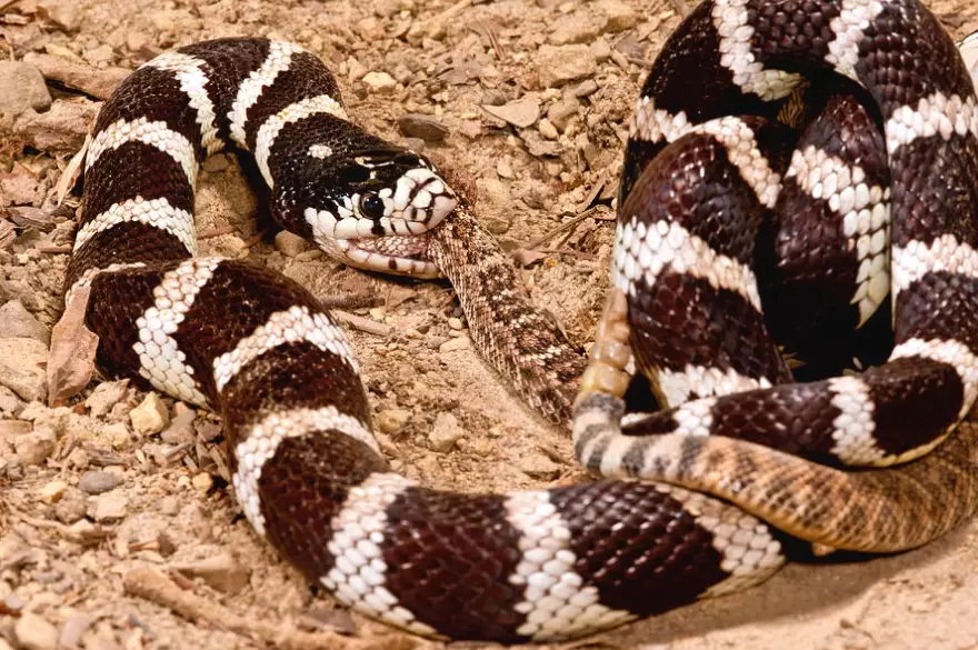 feeding California kingsnake