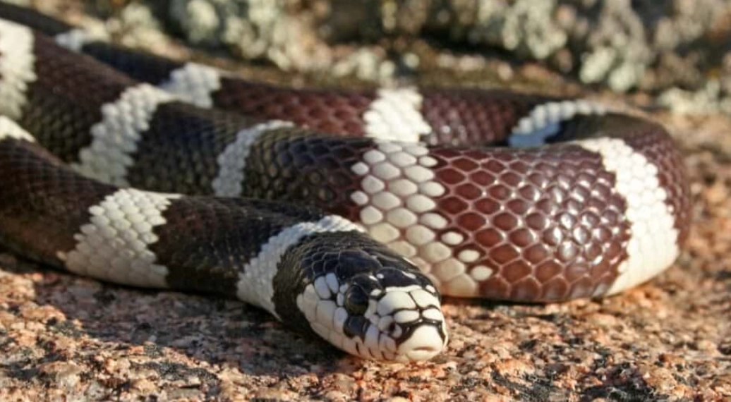 Are California kingsnakes good pets?