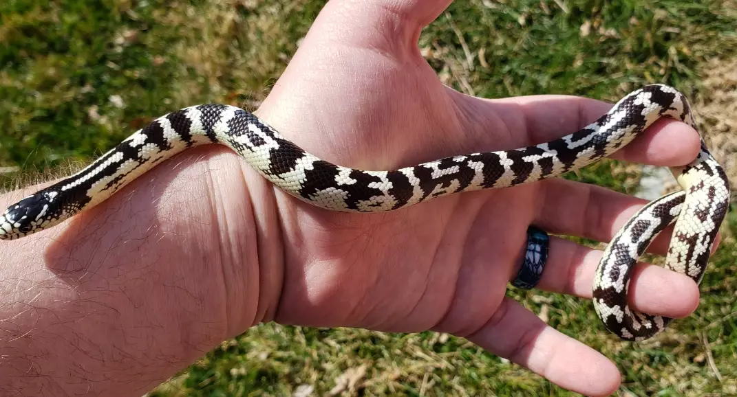 how to breed California kingsnakes