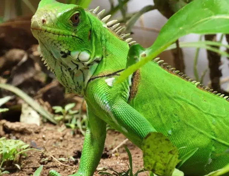iguana iguana