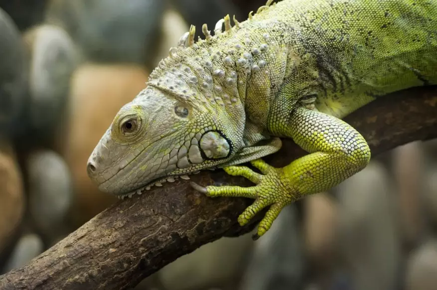green iguana care