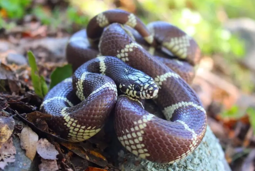 feeding California kingsnake