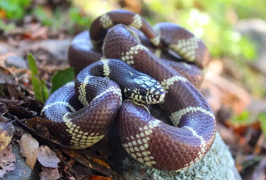 California kingsnake pet