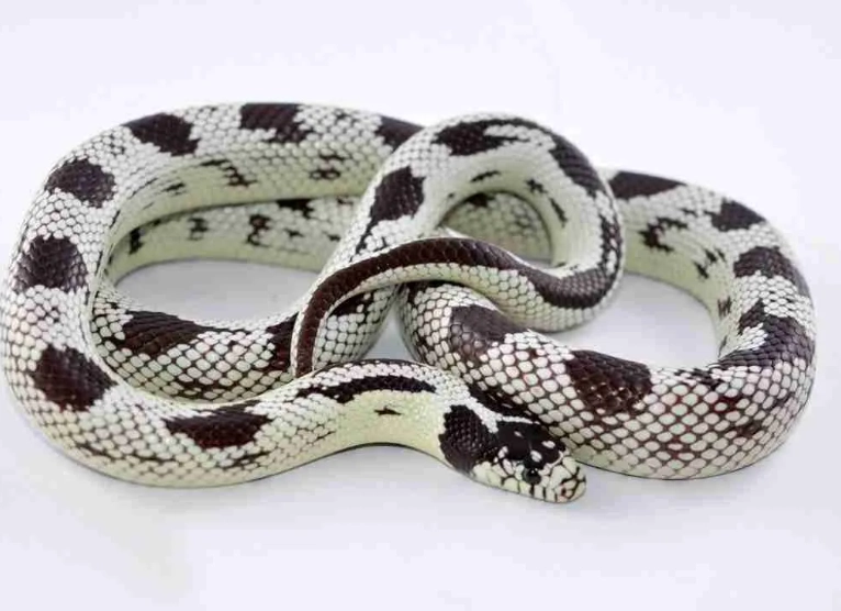 California kingsnake pet