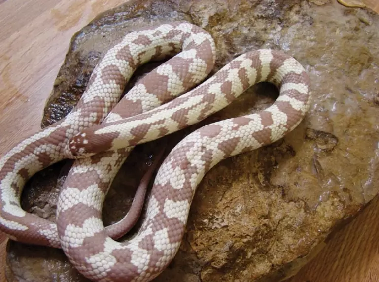 California kingsnake morphs