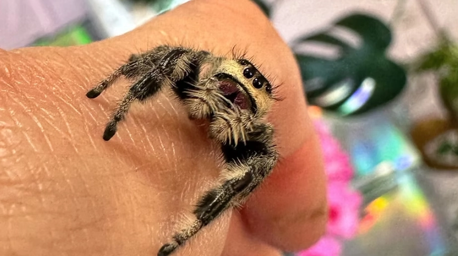 jumping spider pet