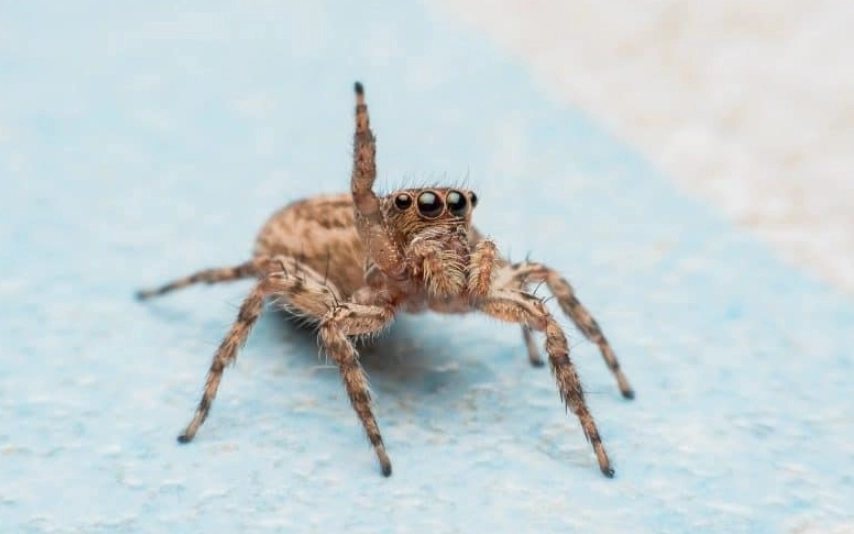 jumping spider bite