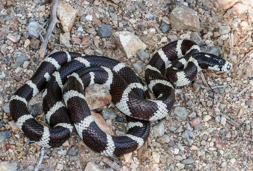 how long do California kingsnakes live