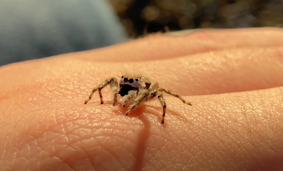 pet jumping spider