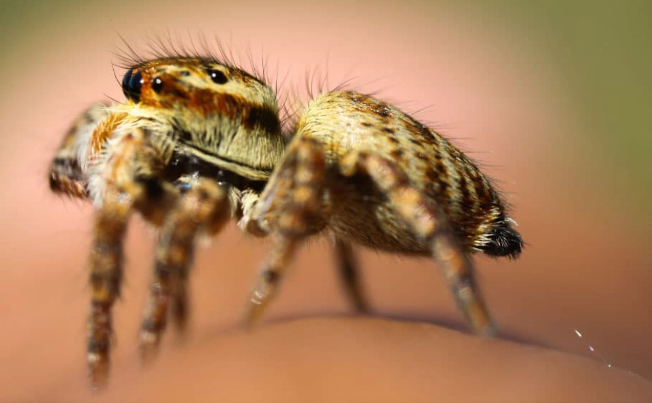 are jumping spiders dangerous