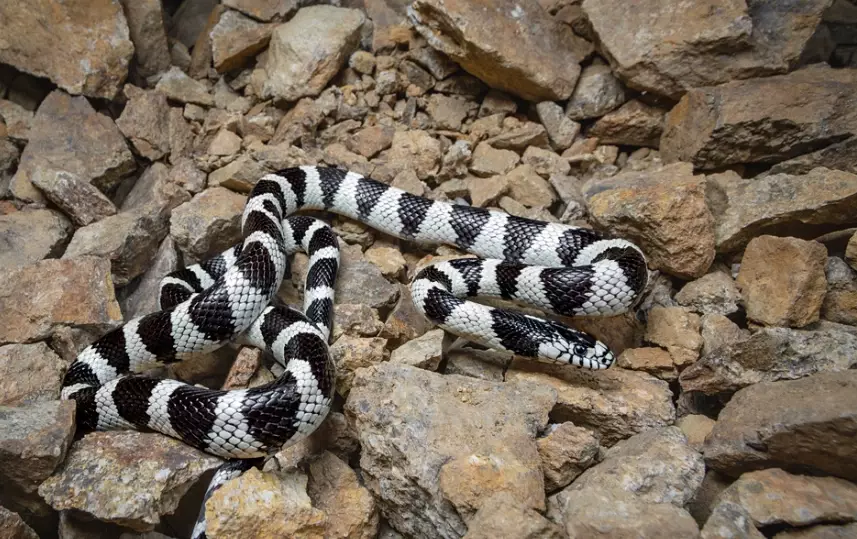 kingsnake bite treatment