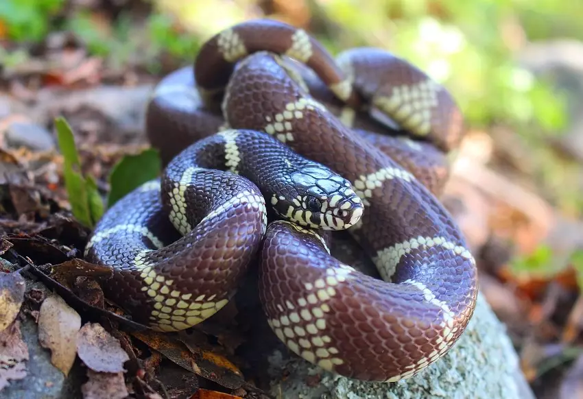 California kingsnake care