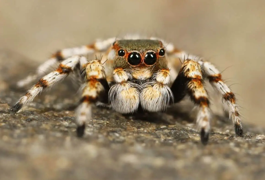 jumping spider habitat