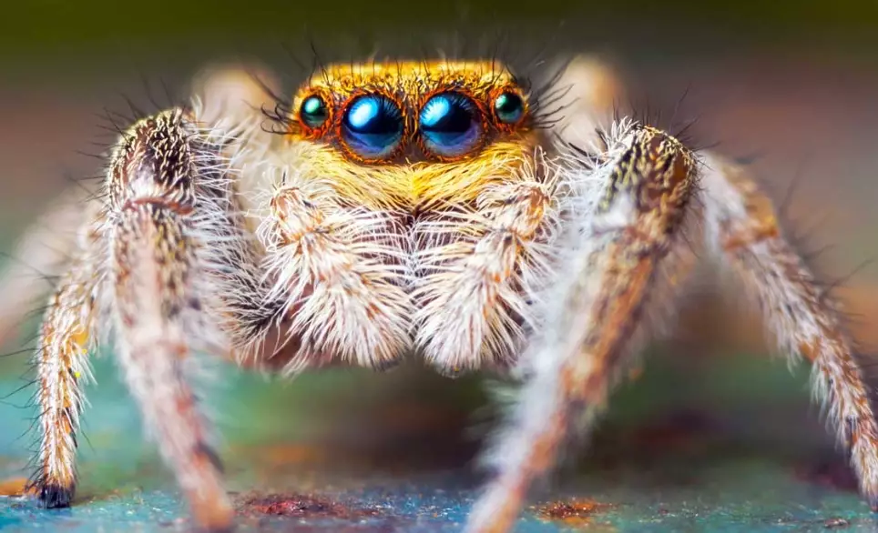 Are jumping spiders good pets