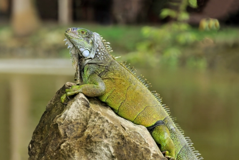 Green iguana scientific Name