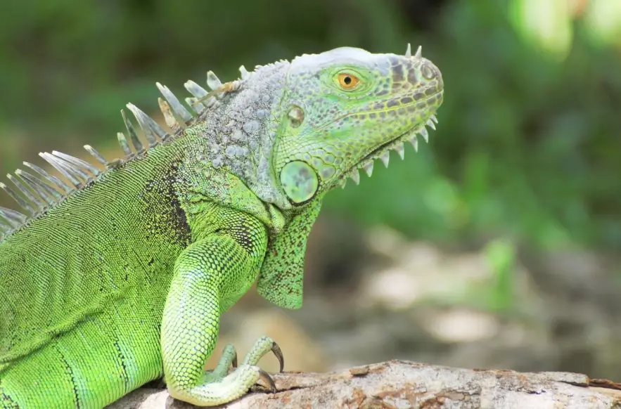 how big do green iguanas get