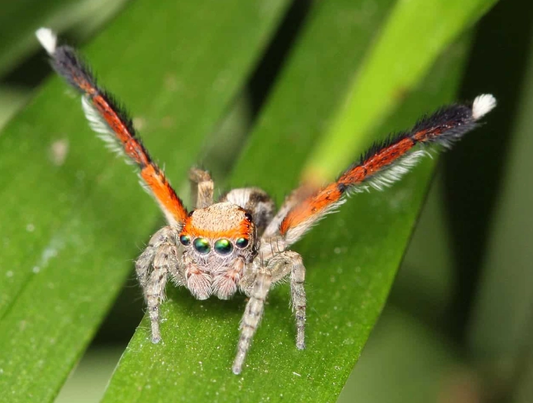 jumping spider habitat