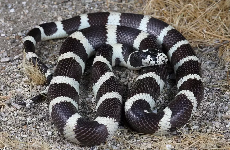 how to breed California kingsnakes