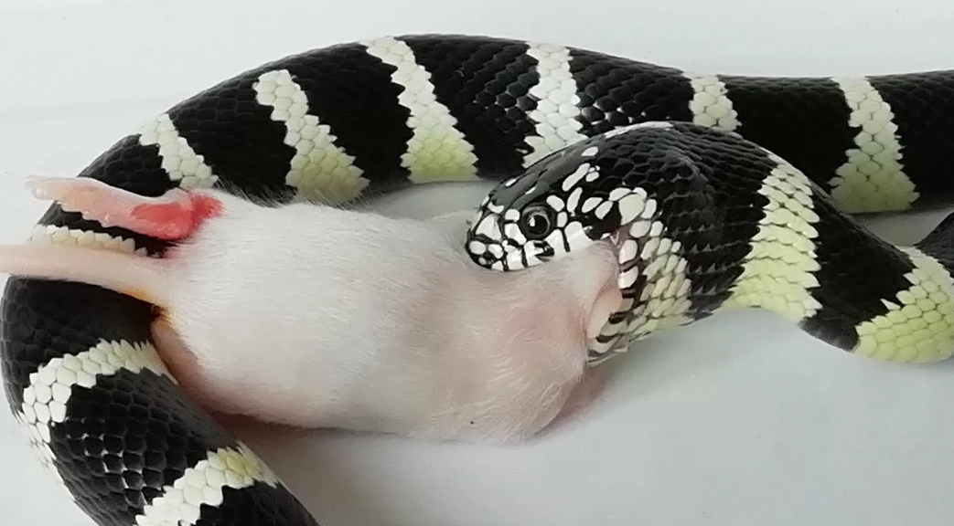 California kingsnake diet