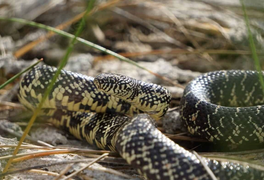are california kingsnakes venomous