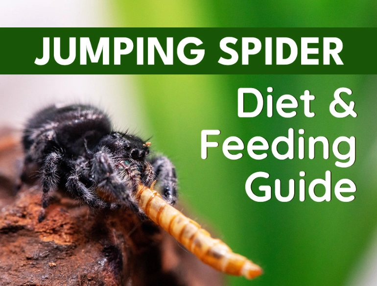 jumping spider diet